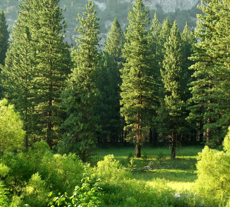 엔지니어링 목재 공급 업체